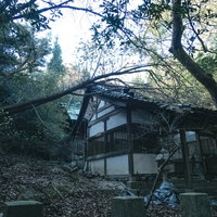 廃屋に倒れかかる大きな木と朽ちた木造建築の写真