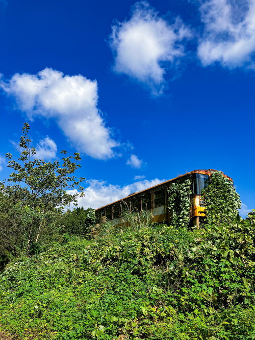 雑草に覆われた廃バス。緑に埋もれた放置車両