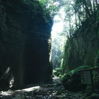伊尾木洞の洞窟に差し込む木漏れ日とシダ・苔の写真