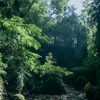 光りを浴びる伊尾木洞のシダ群生と洞窟内の緑の空間の写真