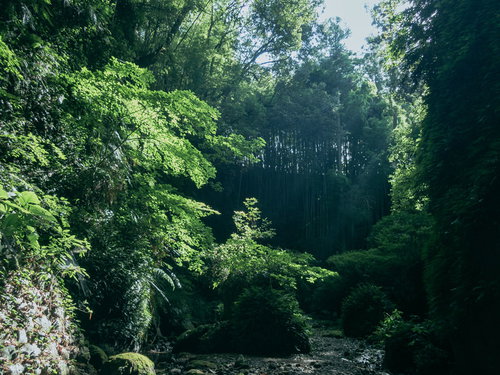 光りを浴びる伊尾木洞のシダ群生と洞窟内の緑の空間