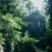 木漏れ日が差し込む伊尾木洞のシダ群生と渓谷の自然景観の写真