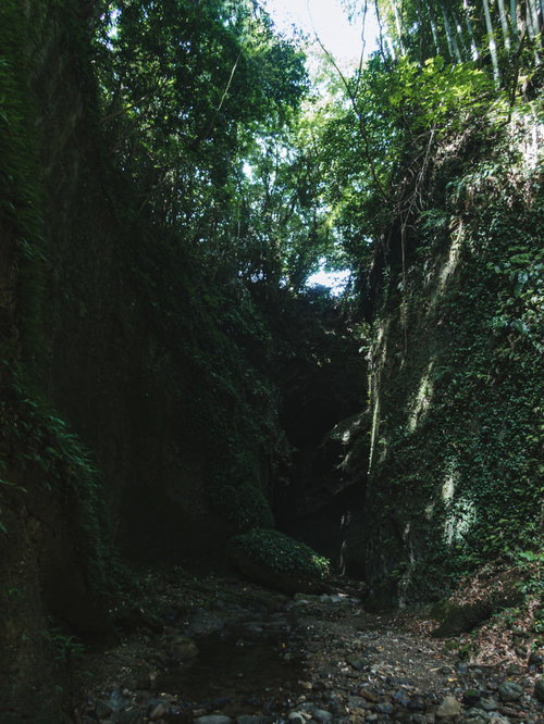 伊尾木洞の岩肌に群生するシダ植物と渓谷の風景