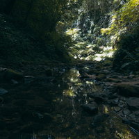 高知県伊尾木洞のシダ群生と清流の水流・苔生す洞窟渓谷の写真