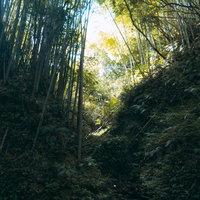 伊尾木洞の渓谷に群生する竹林とシダ植物の自然風景の写真