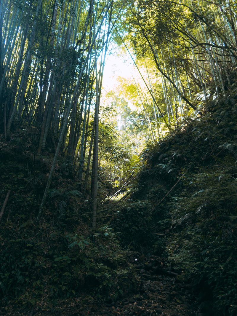 伊尾木洞の渓谷に群生する竹林とシダ植物の緑豊かな自然風景