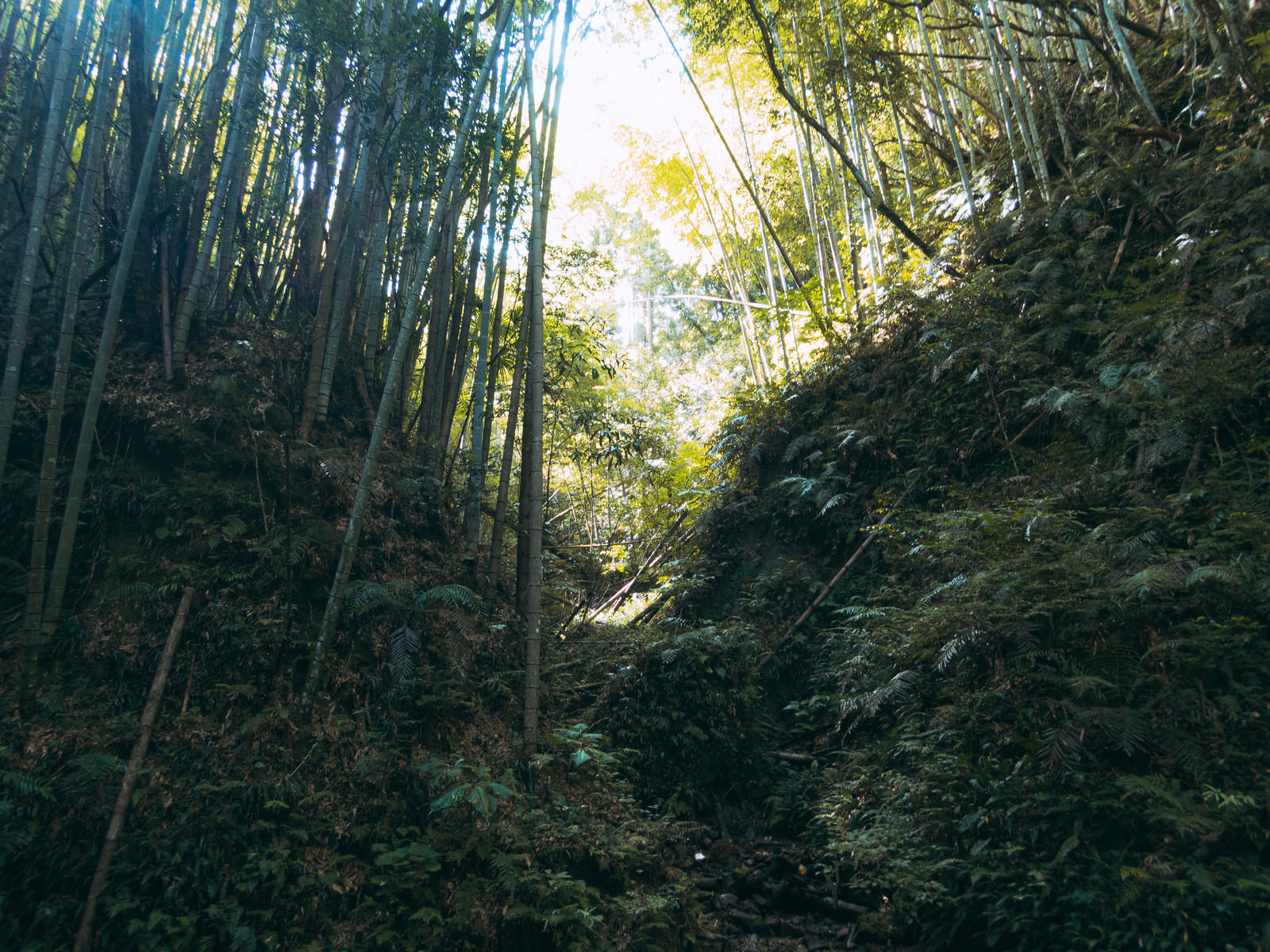 伊尾木洞の竹林に囲まれた山道、洞窟内に差し込む自然光でシダなどの植物が照らされている
