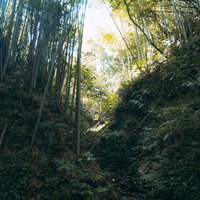 伊尾木洞の竹林に囲まれた山道と洞窟内の自然光の写真