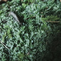 高知県伊尾木洞の岩壁に密生するシダ植物と苔の群生の写真