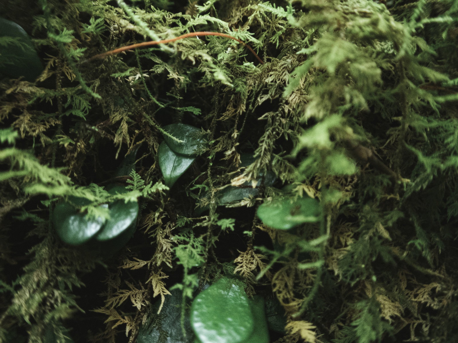 伊尾木洞に群生するシダ植物の接写