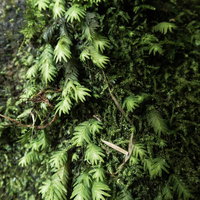 伊尾木洞の岩肌に群生する小さなシダ植物の詳細な生態の写真