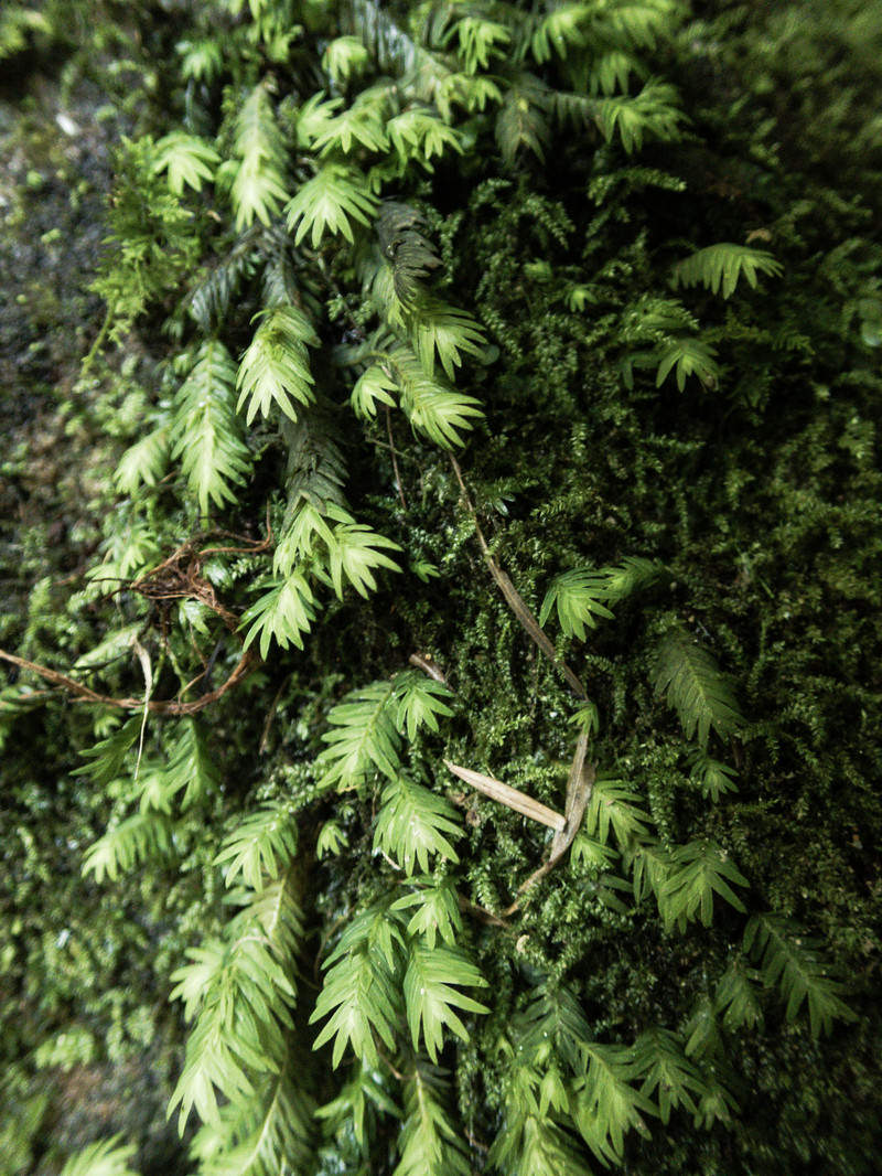 伊尾木洞の岩肌に密集して生育する小さなシダ植物