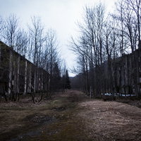 廃墟の建物と立ち枯れた樹木が両側に立ち並ぶ荒廃した並木道の写真