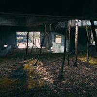 廃墟の床一面に積もる落葉と木々、朽ちた梁と柱の写真