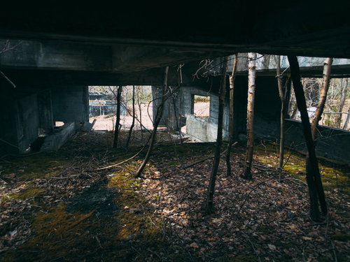 廃墟の床一面に積もる落葉と木々、朽ちた梁と柱