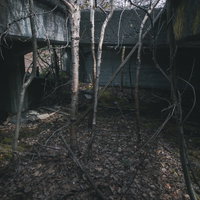 吹き抜けの廃墟で育つ木々と落ち葉、苔むすコンクリート建物の自然侵食の写真