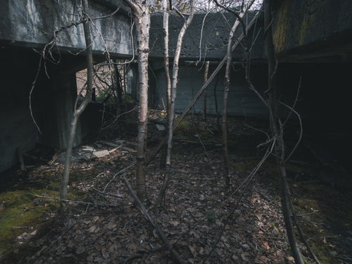吹き抜けの廃墟で育つ木々と落ち葉、苔むすコンクリート建物の自然侵食