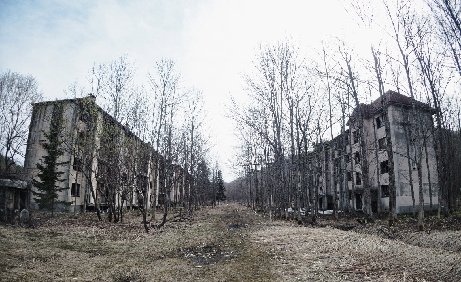 廃墟となった建物の間を抜ける舗装された道路と立ち枯れた木々
