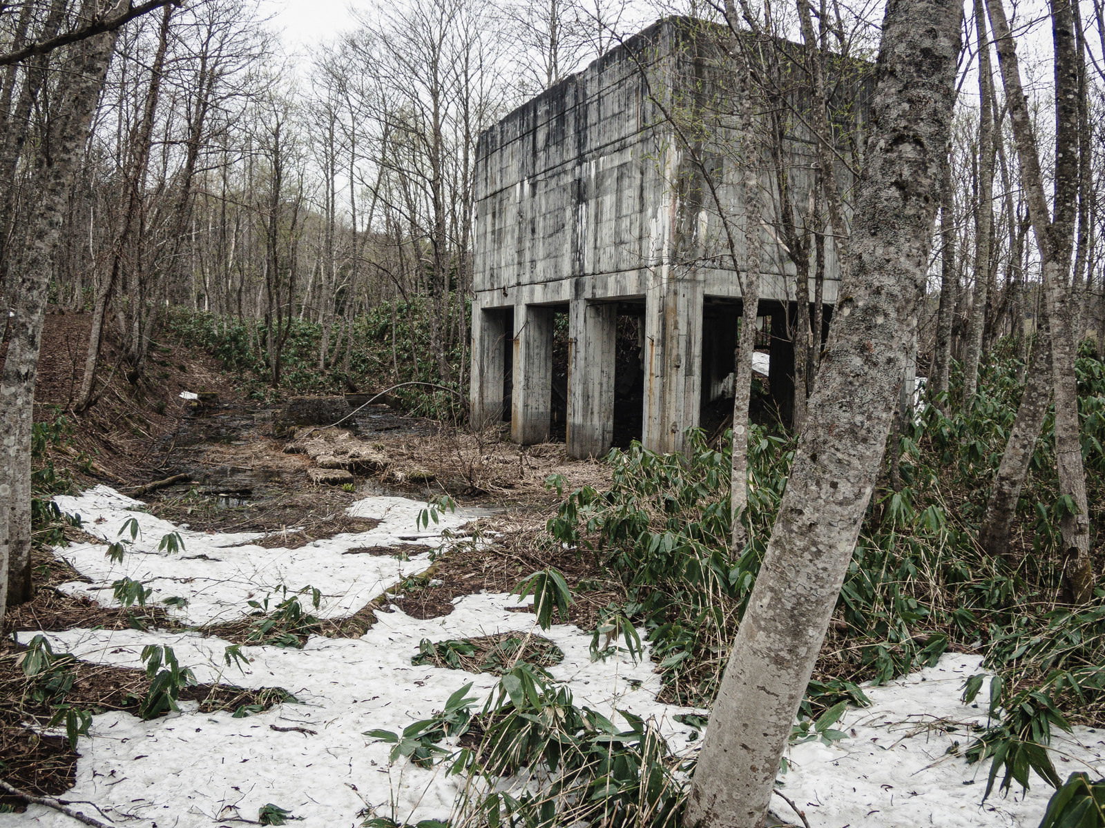森の中の荒廃したコンクリート建造物と立ち枯れた樹木