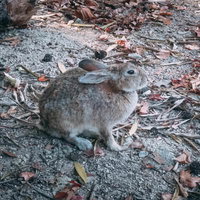 動物園の茶色い野ウサギが落ち葉の地面に座る姿の写真