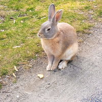 動物園の地面におすわりをする茶色いうさぎの写真