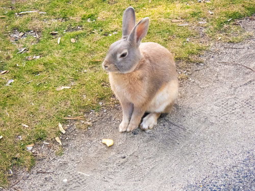 動物園の地面におすわりをする茶色いうさぎ