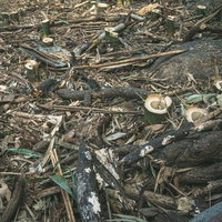 開拓されて伐採された跡の写真