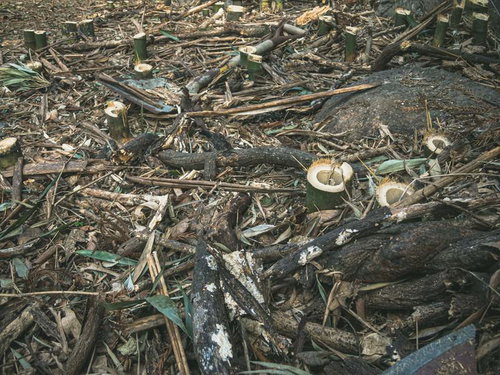 開拓されて伐採された跡
