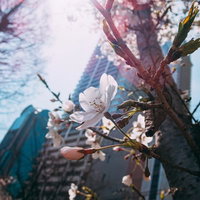 都会のビルの下で開花する春の桜の写真