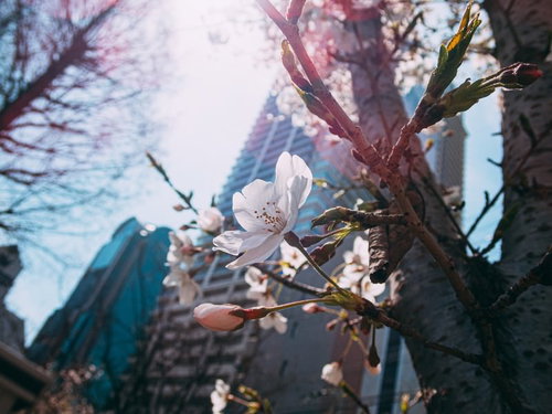 都会のビルの下で開花する春の桜
