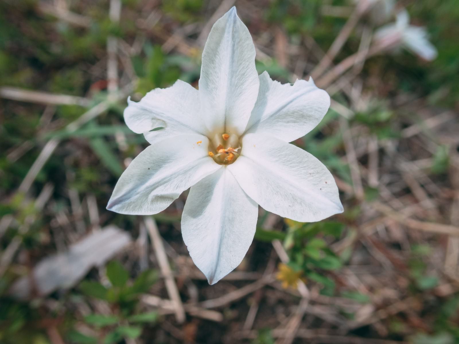 六枚の白い花びらと黄色い雄しべを持つ花が咲いている