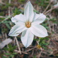 六枚の花びらが放射状に開く白い野花の春の花の写真