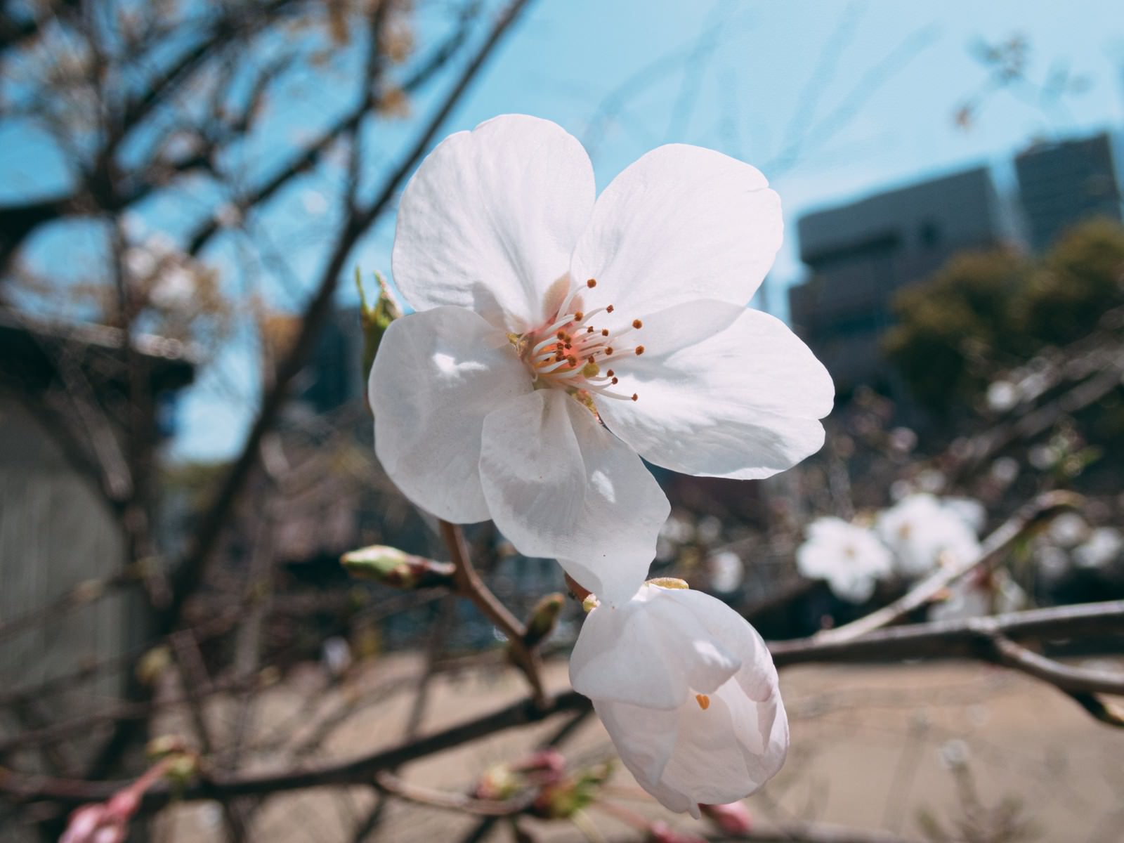 白い5枚の花びらを持つ桜の花が開花している様子