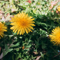 タンポポに伸びる影 野草の黄色い花と春の群生風景の写真