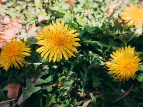 タンポポに伸びる影 野草の黄色い花と春の群生風景