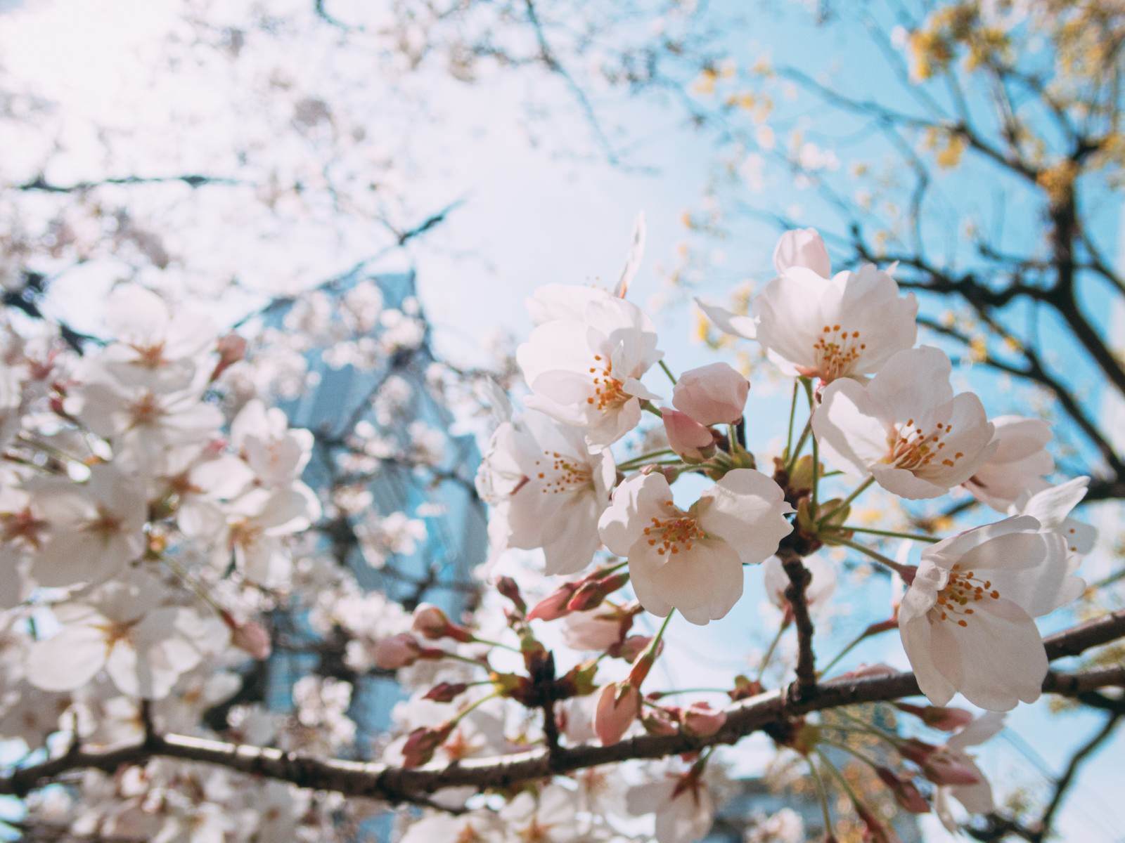 満開の桜の花越しに見える高層ビル群と青空