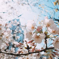 開花した桜越しに見る都市のビル群と青空の写真