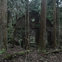 深い森の中に現れたレンガ壁の古い小屋と樹木の写真