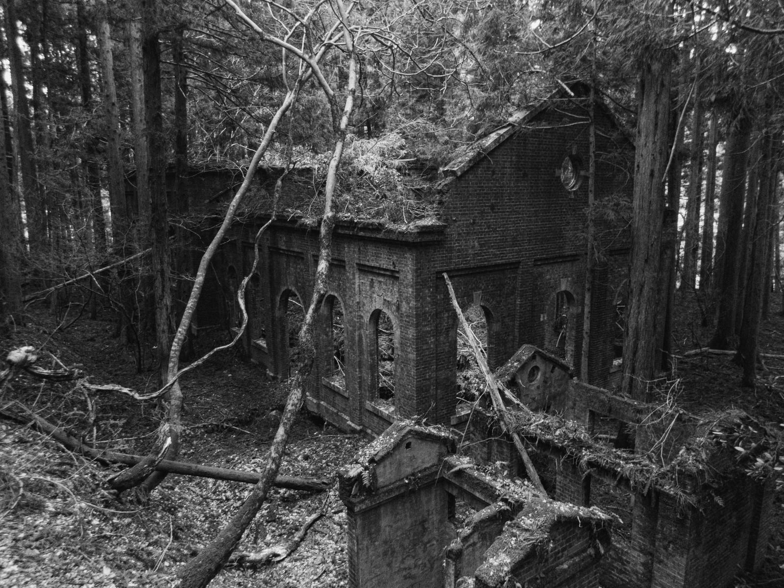 森の中の古いレンガ造りの廃屋に大きな木が倒れかかっている白黒写真