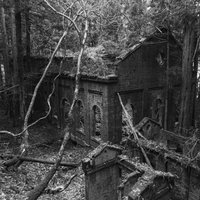 朽ち果てた廃墟に倒れこむ倒木と崩れたレンガ壁の写真