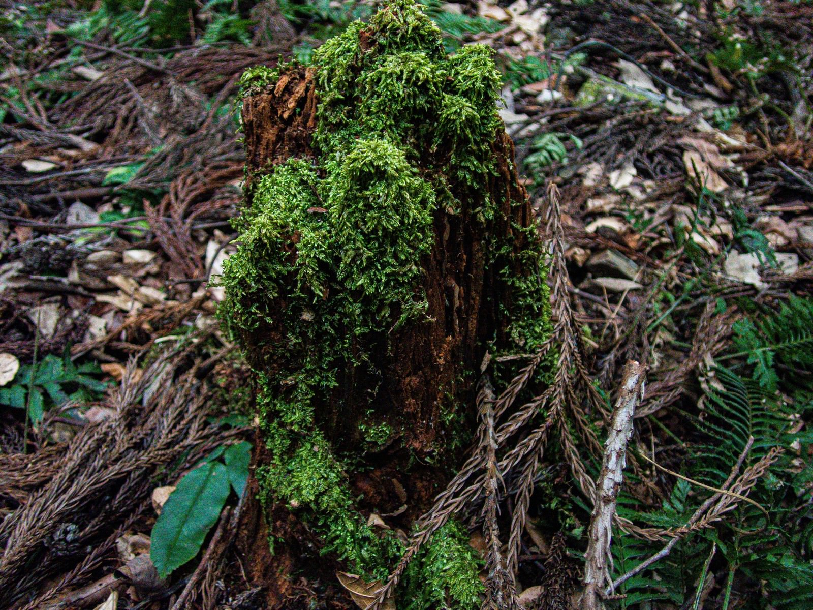 森林の地面で朽ちた木の表面に鮮やかな緑色の苔が生えている