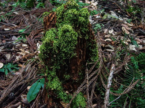 森林の地面に横たわる朽ちた木を覆う苔と落ち葉