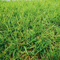 雨が降った後の芝生のテクスチャーの写真