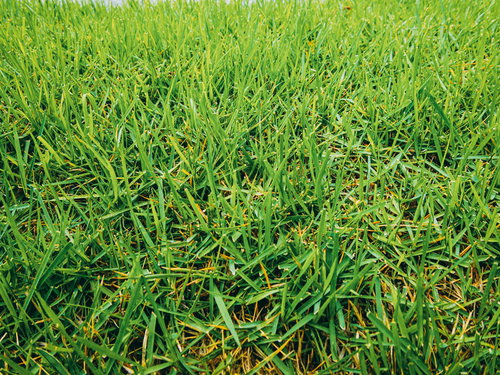 雨が降った後の芝生のテクスチャー