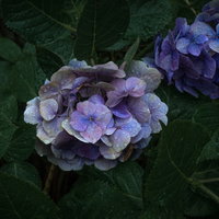 雨上がりの青紫グラデーションあじさい、梅雨時期の季節感を彩る紫陽花の写真