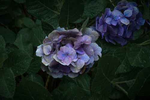 雨上がりの青紫グラデーションあじさい、梅雨時期の季節感を彩る紫陽花
