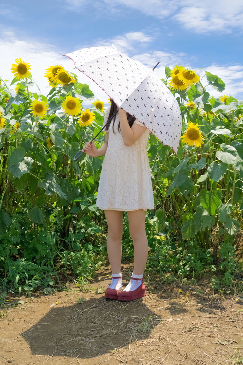 ひまわり畑で白い日傘を差す少女の後ろ姿