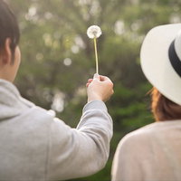 たんぽぽの綿毛を見つめる二人の後ろ姿、春のデートの写真