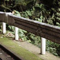 山奥の苔むしたガードレールと野生植物が生い茂る林道の写真