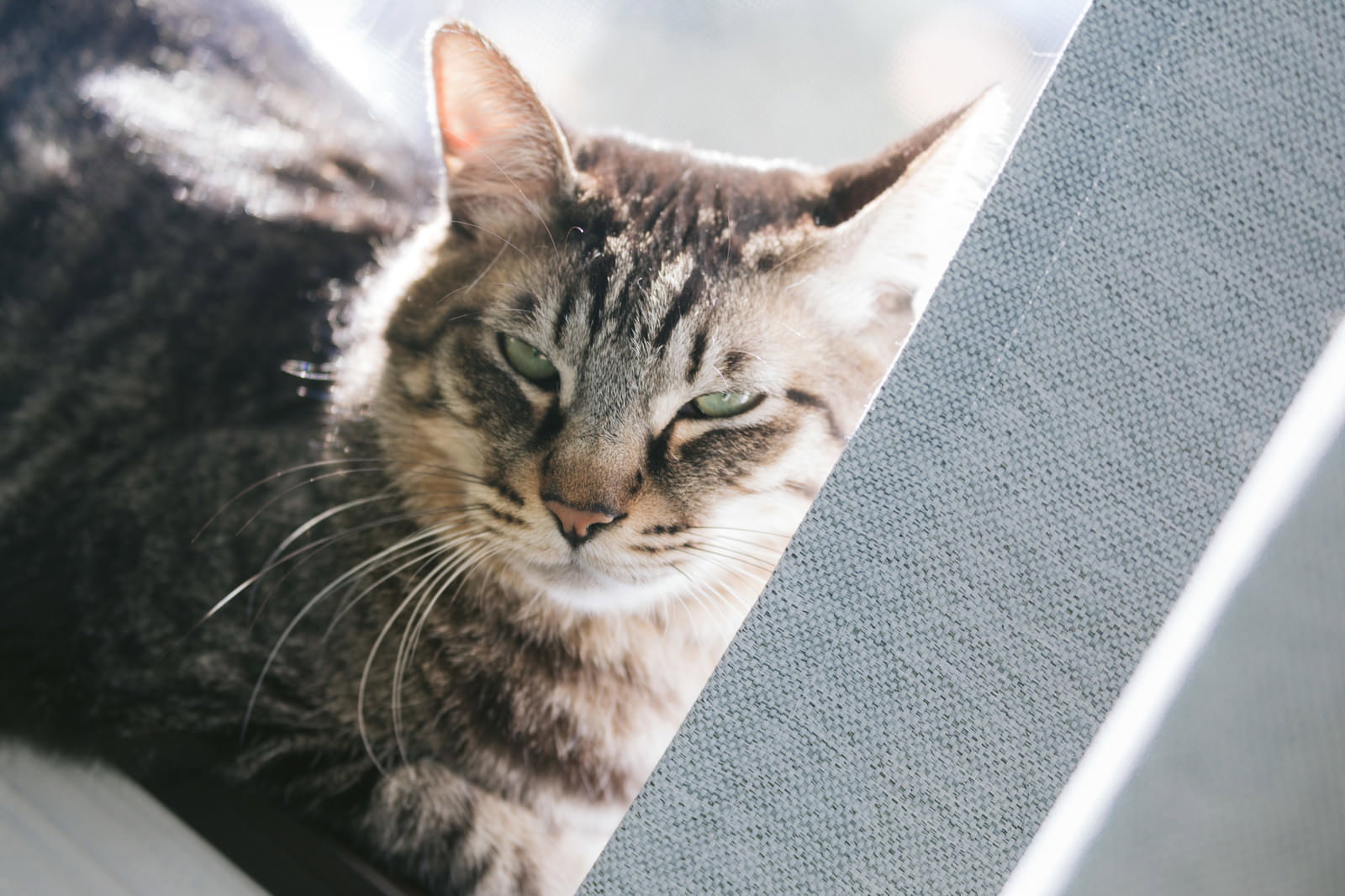 不機嫌そうな表情で睨んでいるキジトラ猫